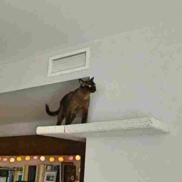 Во главе угла: 9 лучших идей для угловых полок