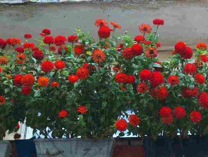 Цветы для балкона