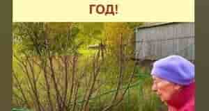 Осенняя подготовка смородины — залог урожая на следующий год. Не завершайте сезон, пока кусты…