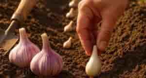 Посадка озимого чеснока: хитрости, которые работают Сроки посадки. Чтобы чеснок укоренился, но не пророс,…