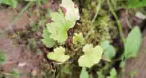 Подскажите пожалуйста это виноград? Смородиной листочки не пахнут, вылезло сразу 8 росточков в одном…