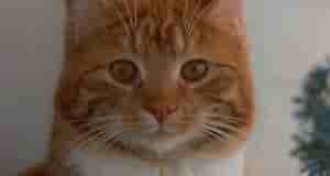 Друзья, у кого какие цветы стоят на подококннике? Давайте фотки и советы. Хочется украсить…