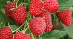 НАЧИНАЙТЕ ГОТОВИТЬ ЯГОДНЫЕ КУСТАРНИКИ К ЗИМОВКЕ — ПРОСТАЯ И НАДЕЖНАЯ СХЕМА Совсем скоро наступит…