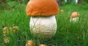 Сеем грибы на даче Грибы — тоже можно высевать. Не все, правда. Мы расскажем…