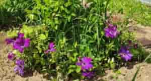 Добрый вечер, коллеги! Прошу коллективного мнения. Достался мне участок с клематисом. Фото сделала 1…