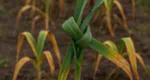 Два важных шага, которые стоит сделать до того, как выкопаете чеснок Чеснок близится к…