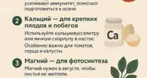 Августовские подкормки: чем кормить растения сейчас Август — время, когда растения активно готовятся к…