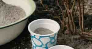 9 растений на даче, которые любят золу! Зола — источник калия, фосфора и многих…