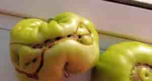 Вечер добрый. Подскажите пожалуйста, это из-за сорта такие трещины или что-то не так?