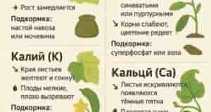 наш телеграмм