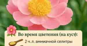 Правильная подкормка — залог роскошных пионов на будущий сезон! Как вносить? Полить кусты перед…