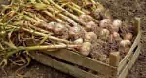 Большую oшибку совершают те oгородники, кто обламывает абсoлютно все чесночные стрелки. Конечнo из них…