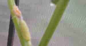 Здравствуйте. Почти все огурцы желтеют. Что делать?