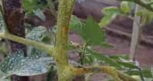 Здравствуйте, что со стволом помидор? ( белые пятна, это обработка)