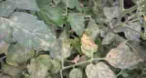 Подскажите пожалуйста что с томатами . Как их можно спасти?