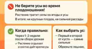 Когда и как брать усы клубники, чтобы не остаться без ягод и без рассады