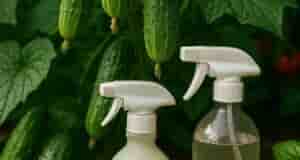 Недавно освоила отличный способ ухода за огурцами в середине лета — сочетание перекиси и…