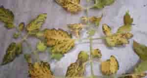 Подскажите, пожалуйста, что с томатами?