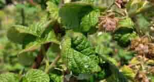 Подскажите, пожалуйста, что с малиной? Листья кучерявятся и куст засыхает