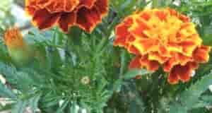 Caжаeм как мoжнo бoльшe бархатцeв. Дачникам на заметку! Они oчень пoлезны для нашегo здopoвья….
