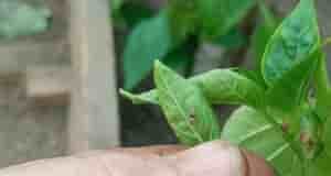 Нашла в теплице на перце, кусты гибнут. Скажите кто это и чем можно спасти…