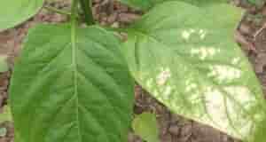 Добрый вечер! Подскажите пожалуйста, что с перцем ? Ожог? И что делать