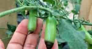 Вершинная гниль на томатах схема лечения Раз в 10 дней томаты от вершинной гнили…