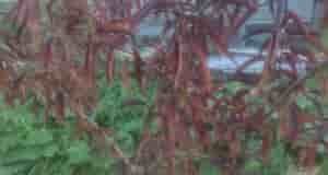 Подскажите, чем начал болеть краснолистный персик и как лечить? Дереву четыре года , листья…