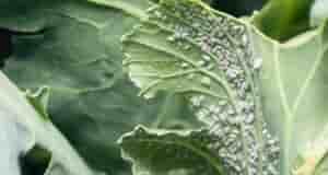 Эффективная защита капусты от белокрылки! Белокрылка – один из самых неприятных вредителей капустных грядок….