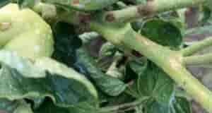 Лето в этом году странное. Долгое время были холодные ночи, потом зарядили дожди. Сразу…