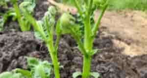 Что с картошкой не так?