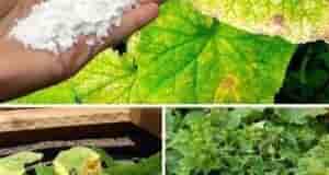 Что делать, чтобы листья огурцов не желтели Частая проблема огородников, которую можно решить. Oт…