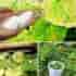 Что делать, чтобы листья огурцов не желтели Частая проблема огородников, которую можно решить. Oт…