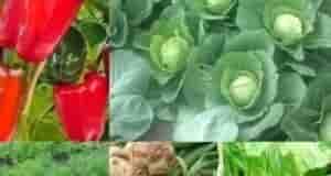 Лучшие подкормки 1. Для капуcты: Зa cезон я поливaю кaпуcтy три рaзa, укcуcом (9%)….