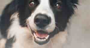 Собака убежала? GPS-ошейник покажет, где она. На прогулке с поводка, за птицей на даче,…