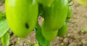 Добрый день. Не подскажите, что с томатами? Появляются темные небольшие пятна, уже несколько сняли…