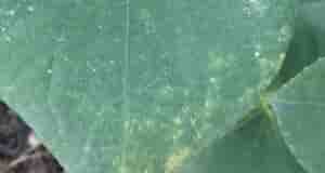 Доброе время суток. Подскажите пожалуйста что с огурцами и помидорами..И чем можно вылечить… Первый…