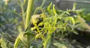 Доброго времени суток. Подскажите, что с томатами?