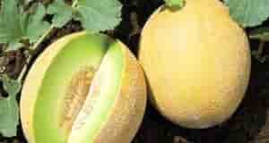 Выращиваем дыню Как вырастить сочную, сладкую дыню: — Как только выросло 4 листика на…