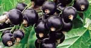 10 золотых правил обрезки смородины Как правильно обрезать смородину знают все! Даже зелёные садоводы…