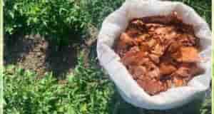 Луковaя шелухa — клад для дaчников Мы порой проходим мимо стaрых и проверенных средств…