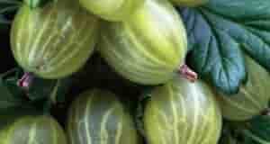 Чтобы крыжовник давал больше урожая! Заросли все гуще, а урожай все меньше: крыжовник, что…