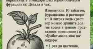 Фурацилин от фитофторы