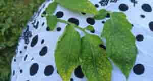 Здравствуйте, мало опыта, подскажите пожалуйста чего не хватает или же это от солнца, с…