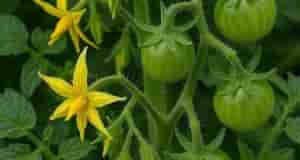 Подкормка томатов во время цветения и бутонизации важна для формирования завязей и повышения урожайности….