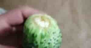 Здравствуйте вот такой огурчик обнаружила в парнике, что с ним, листья хорошие, подскажите что…