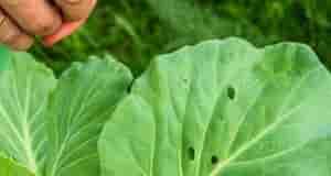 Сода для капусты — эффективное и безопасное средство от вредителей. Пробовала разные методы: уксус,…