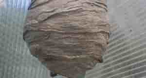 Здравствуйте. Осы свили гнездо в парнике. Как от него избавиться без последствий для здоровья?