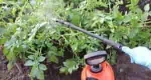 Фитофтороз способен уничтожить до половины урожая картофеля. Чтобы не допустить заражения, посадки нужно профилактически…