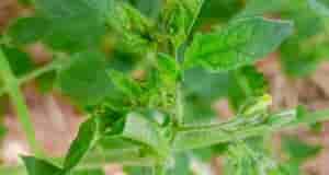 Что с томатом ?